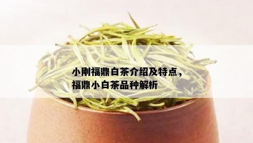 小刚福鼎白茶介绍及特点，福鼎小白茶品种解析