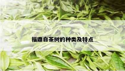 福鼎白茶树的种类及特点