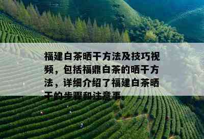 福建白茶晒干方法及技巧视频，包括福鼎白茶的晒干方法，详细介绍了福建白茶晒干的步骤和注意事。