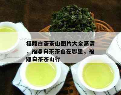 福鼎白茶茶山图片大全高清，福鼎白茶茶山在哪里，福鼎白茶茶山行