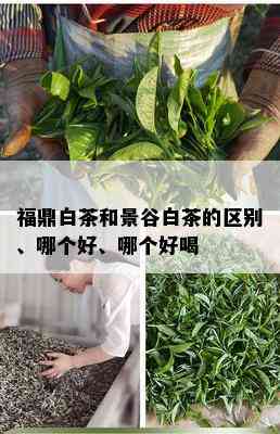 福鼎白茶和景谷白茶的区别、哪个好、哪个好喝