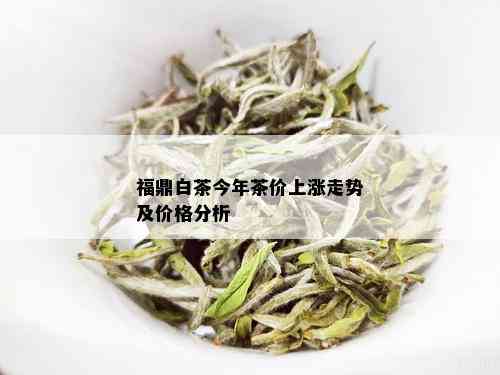 福鼎白茶今年茶价上涨走势及价格分析