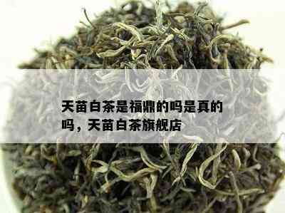 天苗白茶是福鼎的吗是真的吗，天苗白茶旗舰店