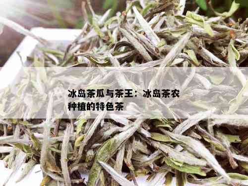 冰岛茶瓜与茶王：冰岛茶农种植的特色茶