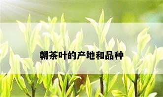 朝茶叶的产地和品种