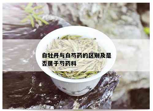 白牡丹与白芍的区别及是否属于芍科