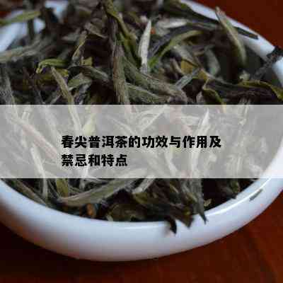 春尖普洱茶的功效与作用及禁忌和特点