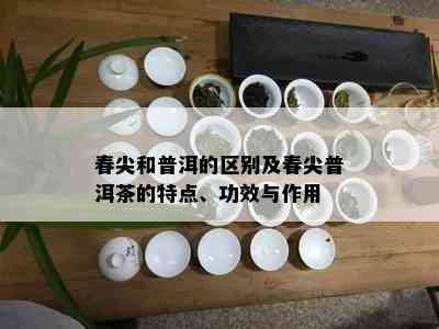 春尖和普洱的区别及春尖普洱茶的特点、功效与作用