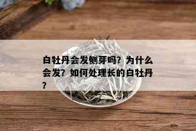 白牡丹会发侧芽吗？为什么会发？如何处理长的白牡丹？