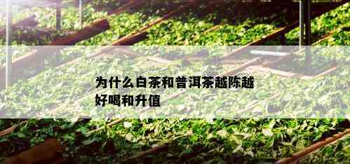 为什么白茶和普洱茶越陈越好喝和升值