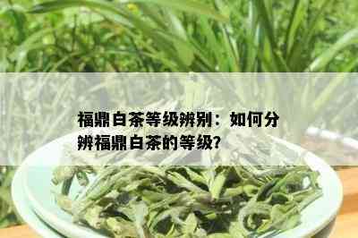 福鼎白茶等级辨别：如何分辨福鼎白茶的等级？