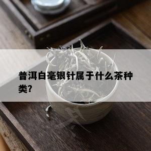 普洱白毫银针属于什么茶种类？