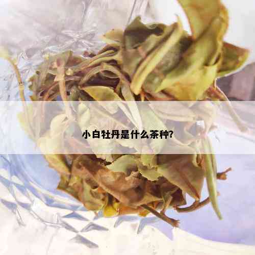 小白牡丹是什么茶种？