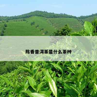 陈香普洱茶是什么茶种