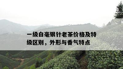 一级白毫银针老茶价格及特级区别，外形与香气特点