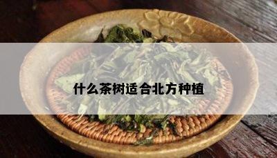 什么茶树适合北方种植