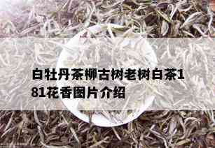 白牡丹茶柳古树老树白茶181花香图片介绍