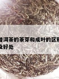 普洱茶的茶芽和成叶的区别及好处