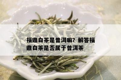 福鼎白茶是普洱嘛？解答福鼎白茶是否属于普洱茶