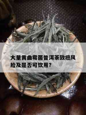 大量黄曲霉菌普洱茶致癌风险及是否可饮用?