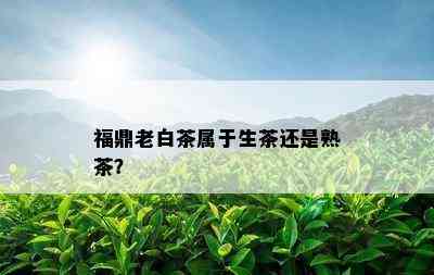 福鼎老白茶属于生茶还是熟茶？