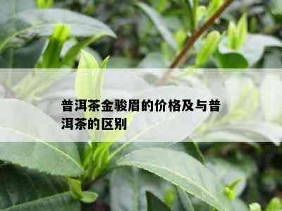 普洱茶金骏眉的价格及与普洱茶的区别