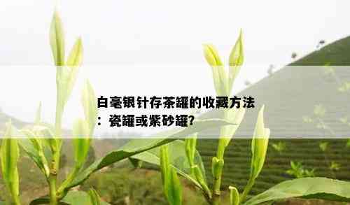 白毫银针存茶罐的收藏方法：瓷罐或紫砂罐？