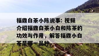 福鼎白茶小陈说事: 视频介绍福鼎白茶小白和陈茶的功效与作用，解答福鼎小白茶是哪一品种。