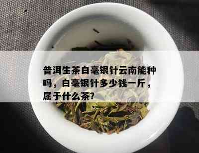 普洱生茶白毫银针云南能种吗，白毫银针多少钱一斤，属于什么茶？