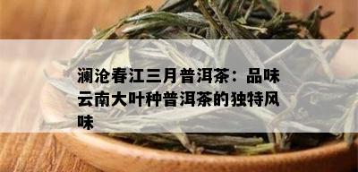 澜沧春江三月普洱茶：品味云南大叶种普洱茶的独特风味