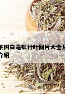 茶树白毫银针叶图片大全及介绍