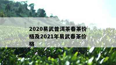 2020易武普洱茶春茶价格及2021年易武春茶价格