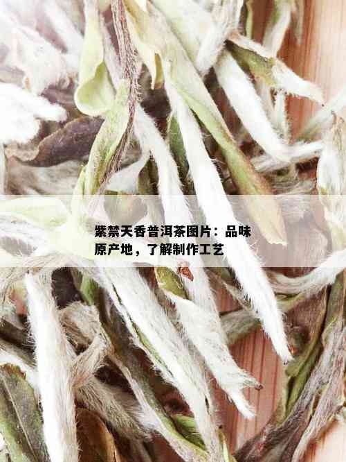 紫禁天香普洱茶图片：品味原产地，了解制作工艺