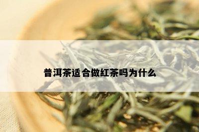 普洱茶适合做红茶吗为什么