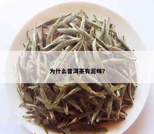 为什么普洱茶有泥味？