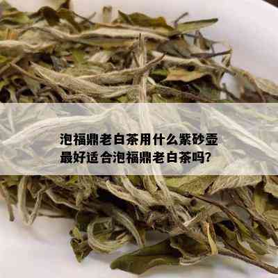 泡福鼎老白茶用什么紫砂壶更好适合泡福鼎老白茶吗？