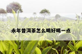 永年普洱茶怎么喝好喝一点