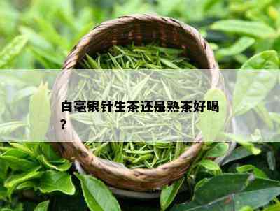 白毫银针生茶还是熟茶好喝？