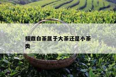 福鼎白茶属于大茶还是小茶类