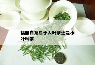 福鼎白茶属于大叶茶还是小叶种茶