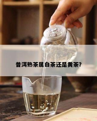 普洱熟茶属白茶还是黄茶？