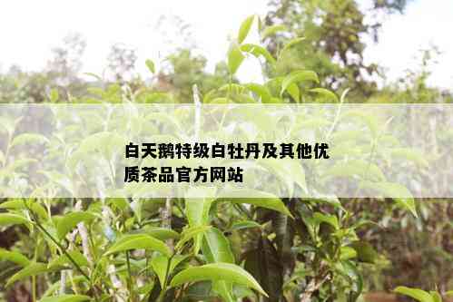 白天鹅特级白牡丹及其他优质茶品官方网站