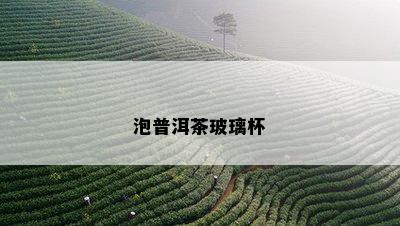 泡普洱茶玻璃杯