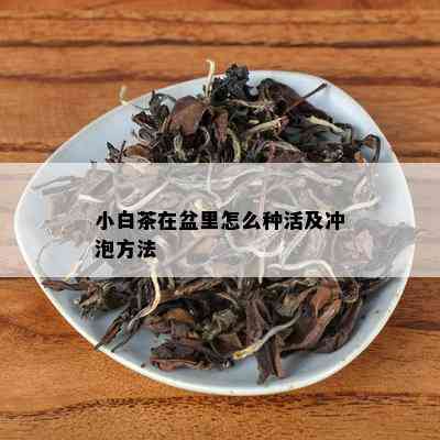 小白茶在盆里怎么种活及冲泡方法