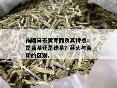 福鼎白茶黄芽鼎及其特点：是黄茶还是绿茶？芽头与黄印的区别。