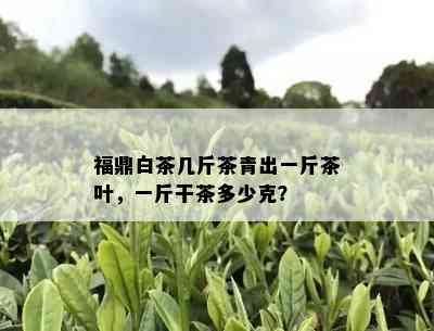 福鼎白茶几斤茶青出一斤茶叶，一斤干茶多少克？