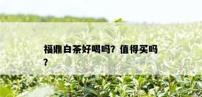 福鼎白茶好喝吗？值得买吗？