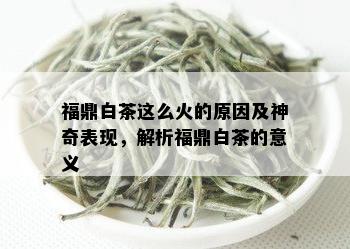 福鼎白茶这么火的原因及神奇表现，解析福鼎白茶的意义