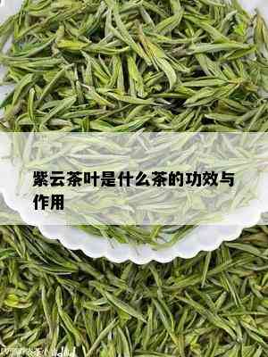 紫云茶叶是什么茶的功效与作用