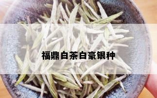 福鼎白茶白豪银种